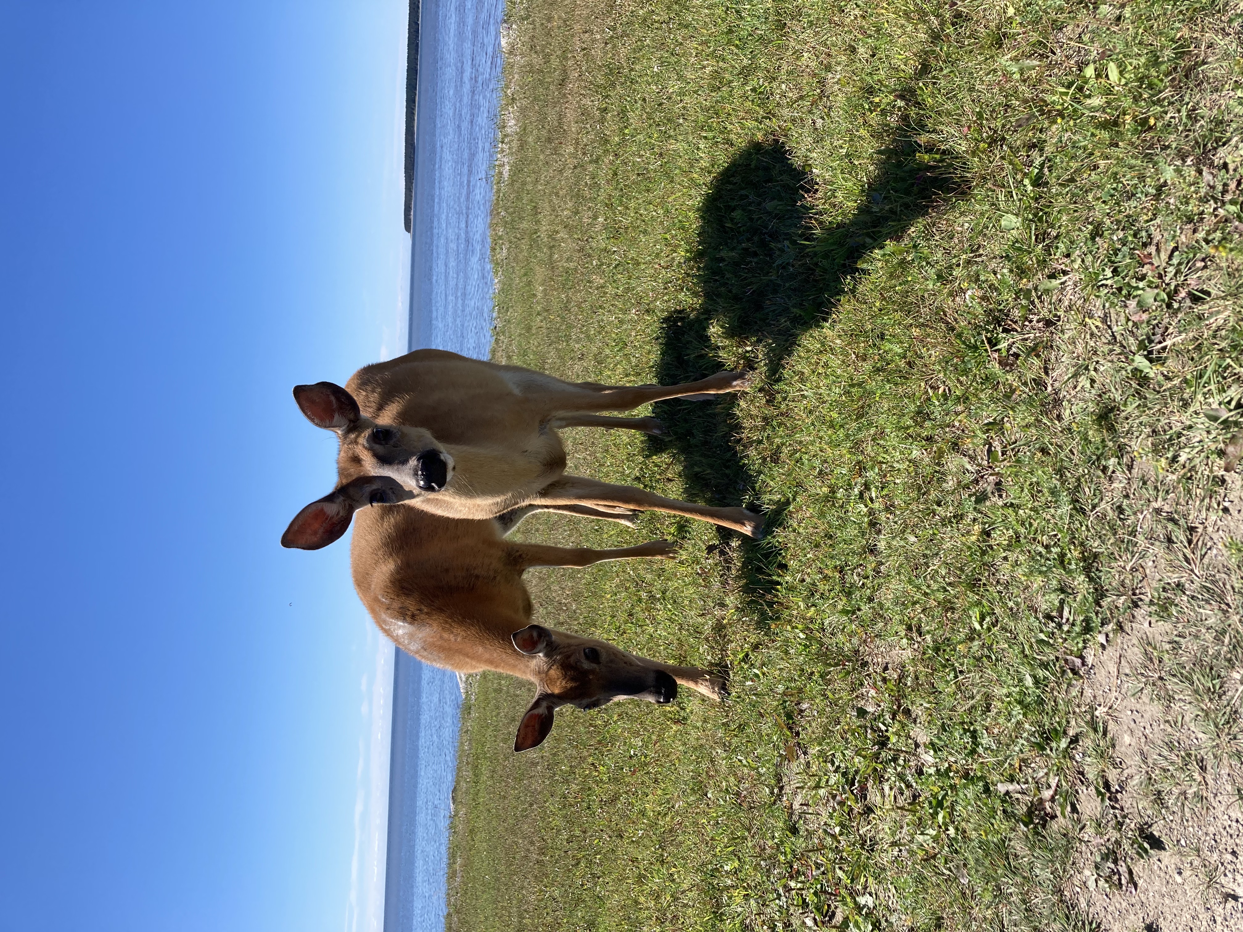 Photo Village of Port-Menier